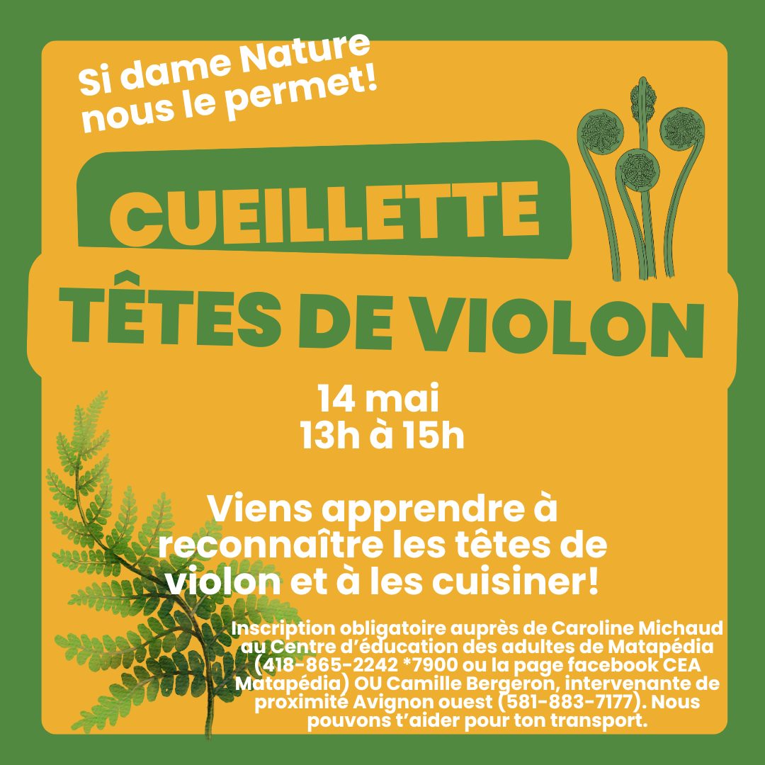 Cueillette de tête de violon