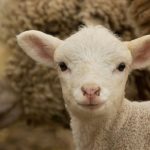 Visite à la Bergerie Patapédia